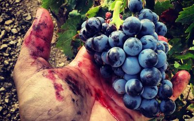 Vignerons de Huesca ofrecerán degustaciones en Palo