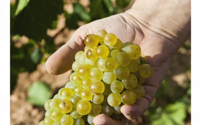 Bodega Pirineos, Enate y Otto Bestué, la excelencia de sus vinos presente en el Festival