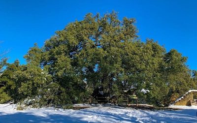 La Carrasca Milenaria de Lecina es el Árbol Europeo del Año 2021